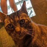 Kitty_bit_games aka kittybitcosplay Nude Leaks image 10